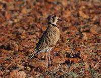Nullabor Quail-thrush Site